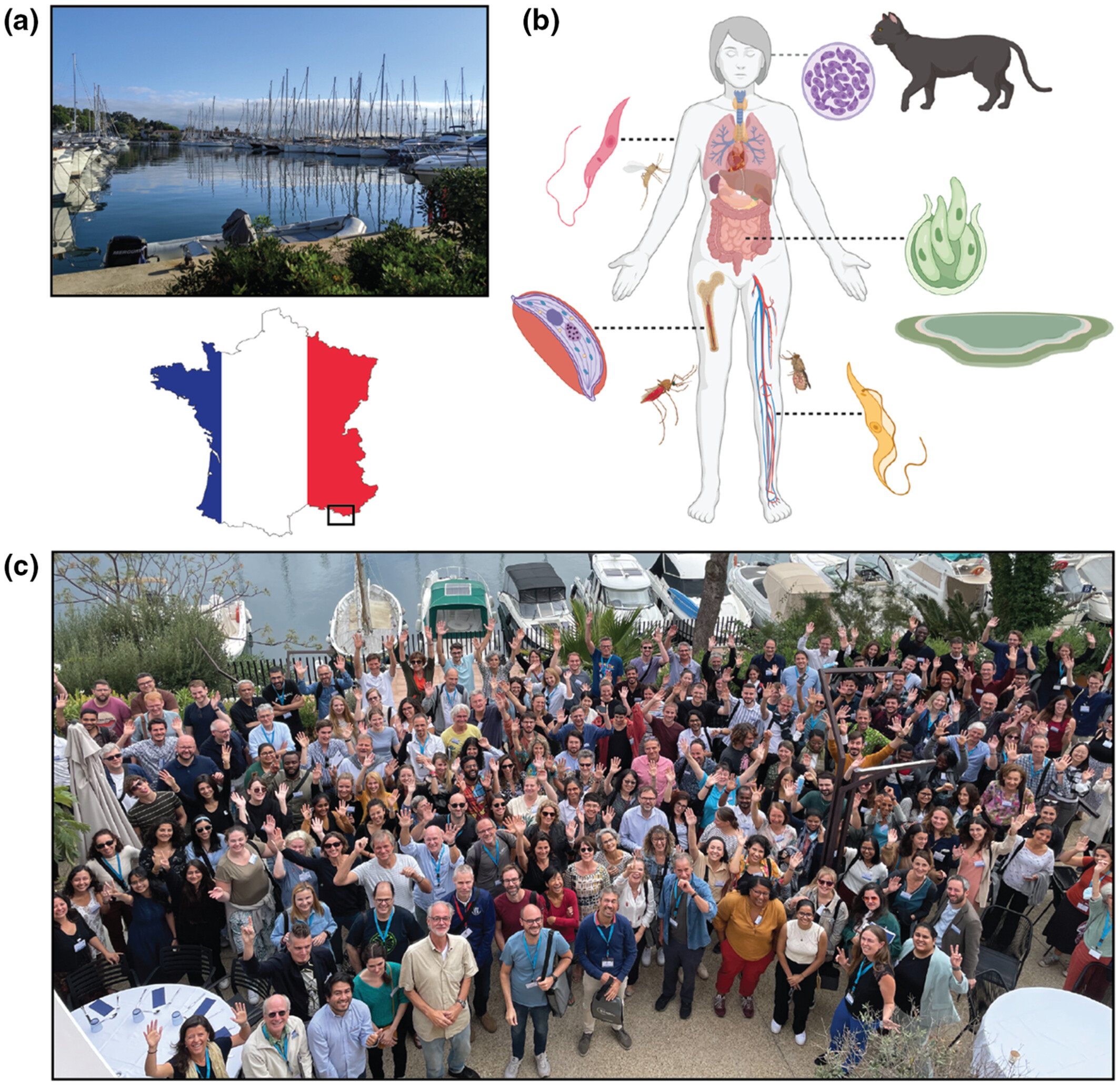 EMBO workshop, new frontiers in host–parasite interactions, from cell to organism. (a) Picture of Les Embiez Island where the conference took place from October 2nd to 5th 2022. (b) Schematic of the organisms and topics represented during the conference. (c) Picture of the participants.